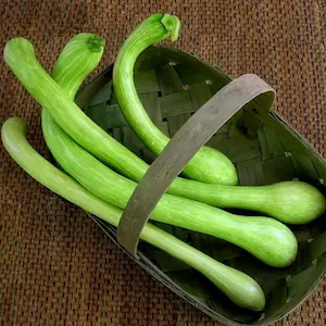zucchine-trombetta-fast-fruit-verdura-milano
